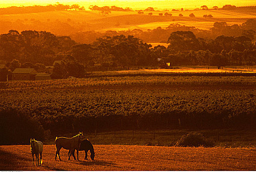 俯视,农田,马,日落,巴罗萨峡谷,澳洲南部,澳大利亚