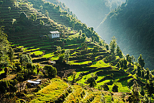 农民,房子,斜坡,山,围绕,绿色,梯田,树,单独,昆布,尼泊尔,亚洲