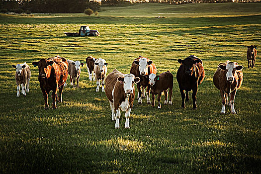 牛,地点,日落,艾伯塔省,加拿大
