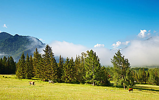 山景