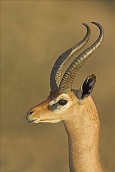 非洲瞪羚,长颈羚,萨布鲁国家公园,肯尼亚