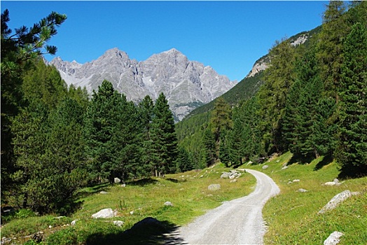 狭窄,山路,树林,阿尔卑斯山,靠近,瑞士