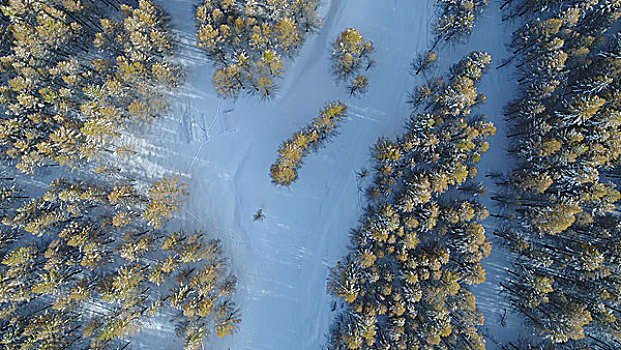 天山雪岭云杉