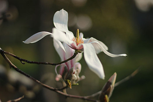 玉兰花