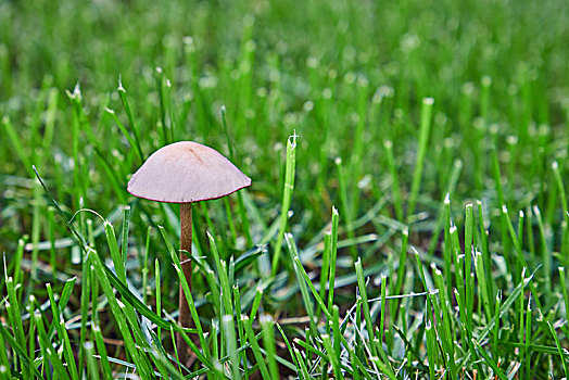 草坪上的蘑菇