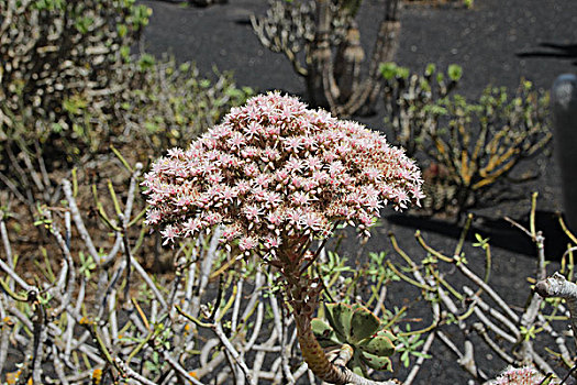 莲花掌属植物,兰索罗特岛