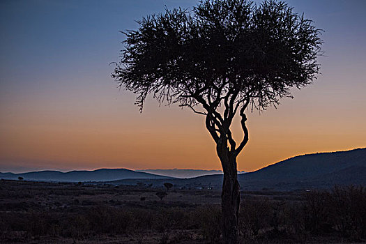 肯尼亚马赛马拉国家公园