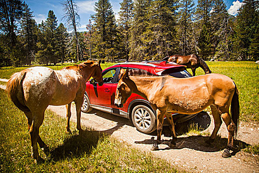 马,围绕,红色,汽车,高,国家公园,加利福尼亚,美国