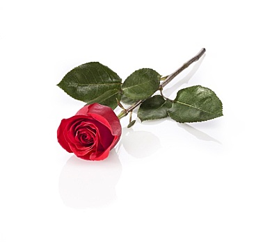 长茎,红玫瑰,隔绝,白色背景