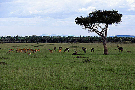 肯尼亚,马赛马拉,水羚,黑斑羚,瞪羚