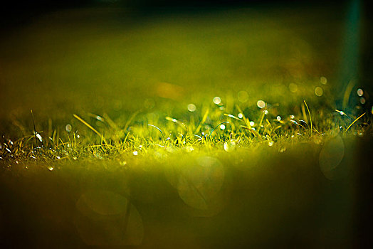 草坪,大光圈,绿色,素材