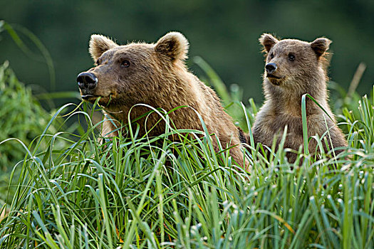 棕熊,母熊,幼兽,喂食,草,地理,港口,卡特麦国家公园,保存,西南方,阿拉斯加,夏天