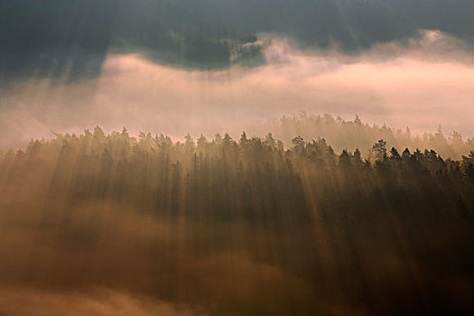 光线,阳光,晨雾,撒克逊瑞士,国家公园,萨克森,德国,欧洲