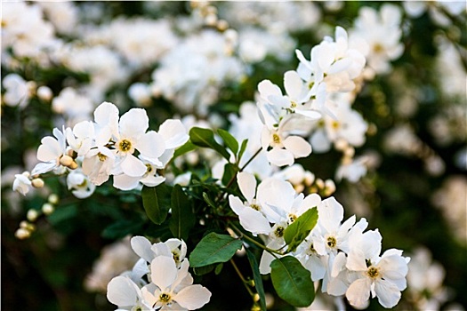 白花,梨树