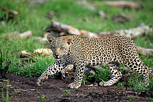 豹,尾随,幼兽,游戏,克鲁格国家公园,南非,非洲