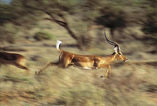 跑,黑斑羚,羚羊,哺乳动物,肯尼亚,非洲,动物