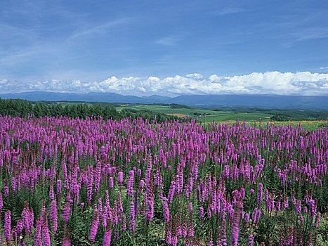 彩色,季节,山