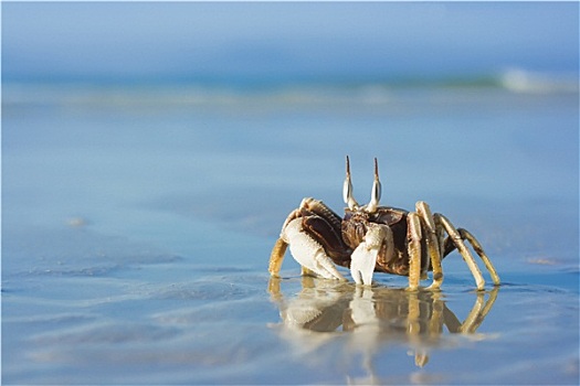 螃蟹,热带沙滩