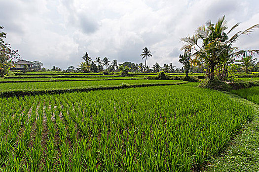 稻田,乌布,巴厘岛,印度尼西亚