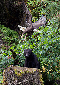 黑熊,美洲黑熊,白头鹰,海雕属,雕,溪流,通加斯国家森林,阿拉斯加