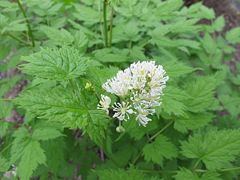 菟葵,药草,花