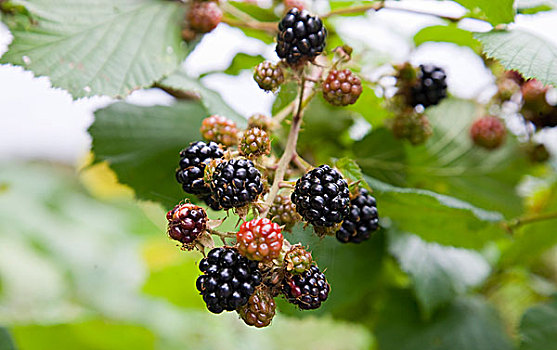 黑莓,灌木篱墙
