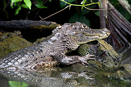 眼镜凯门鳄,白色,宽吻鳄,凯门鳄,国家公园,柠檬,哥斯达黎加,中美洲