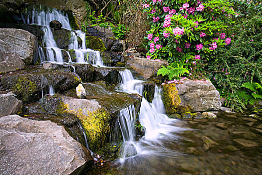 杜鹃属植物,旁侧,瀑布,晶莹,春天,花园,俄勒冈,美国