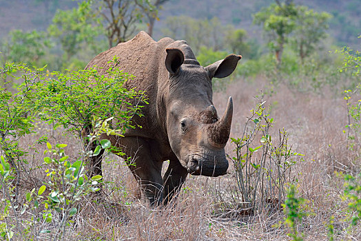 白犀牛,专注,克鲁格国家公园,南非,非洲