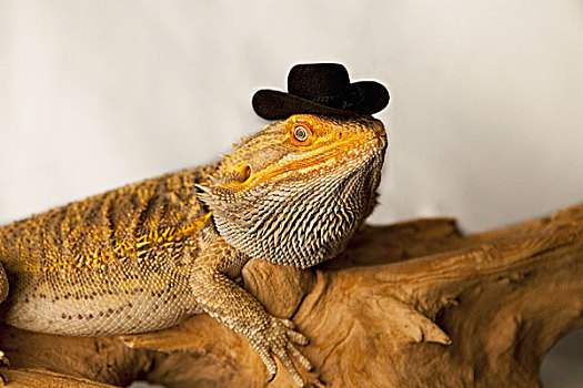 蜥蜴,戴着,牛仔帽