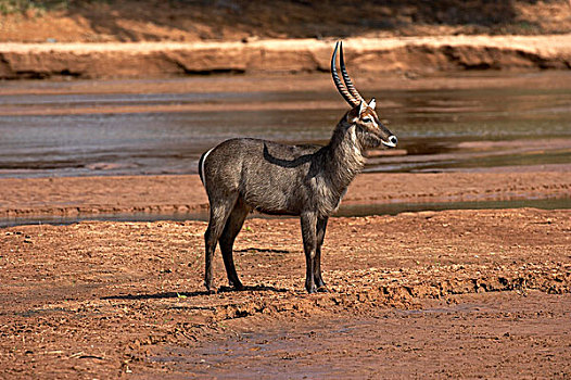 普通,水羚,雄性,站立,靠近,河,肯尼亚