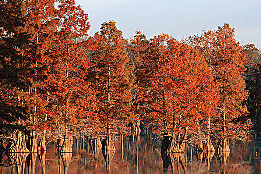 柏树,秋天,马掌,湖,保护区,伊利诺斯
