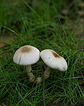 雨后草地上长出的一对白蘑菇