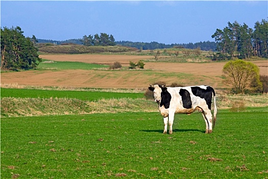 母牛,春天,自然