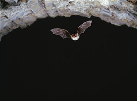 蝙蝠,飞行,仰视