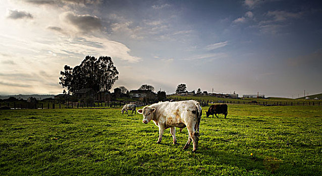 母牛,绿色,草场,漂亮,白天
