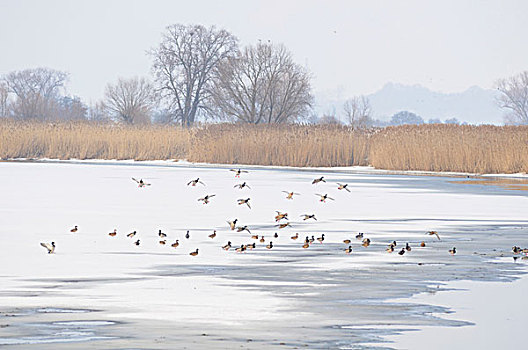 野鸭,冰冻,易北河,冬天,靠近,萨克森安哈尔特,德国,欧洲