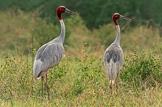 鹤,一对,盖奥拉迪奥,国家公园,巴拉特普尔,拉贾斯坦邦,印度,亚洲