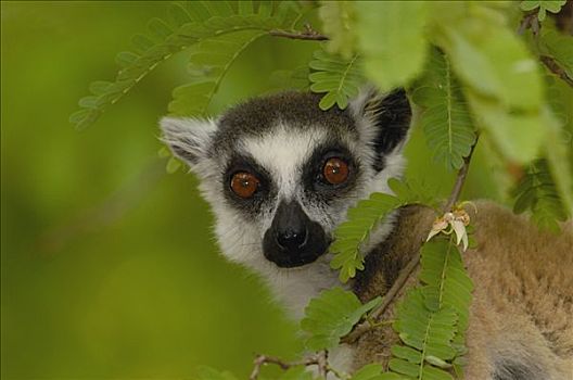 节尾狐猴,狐猴,肖像,叶子,脆弱,贝伦提保护区,南方,马达加斯加