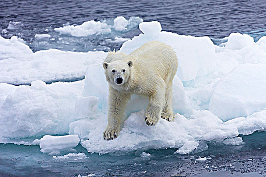 北极熊,站立,浮冰,斯匹次卑尔根岛,挪威