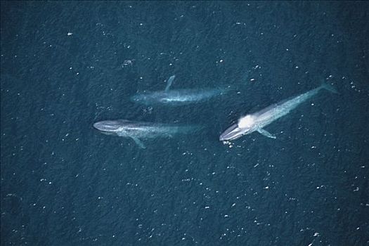 蓝鲸,群,圣芭芭拉,加利福尼亚