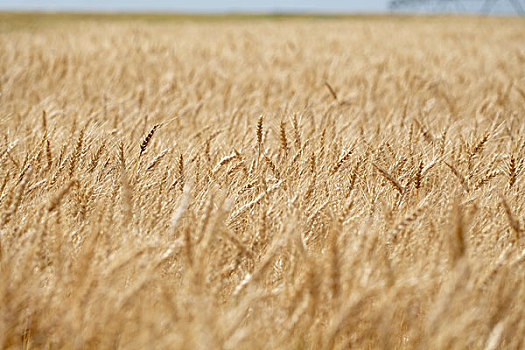 小麦,茎,地点,艾伯塔省,加拿大