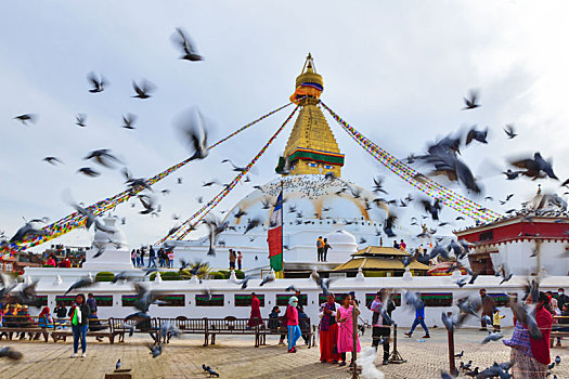 尼泊尔加德满都博达哈大佛塔和鸽子
