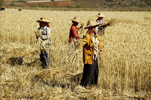 女人,地点,丰收,小麦,靠近,宾德雅,掸邦,缅甸