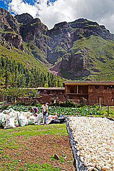 人,包装,玉米,包,山,背景,秘鲁