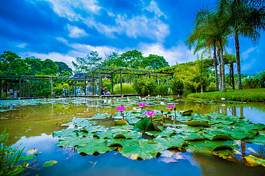 西双版纳中科院植物园