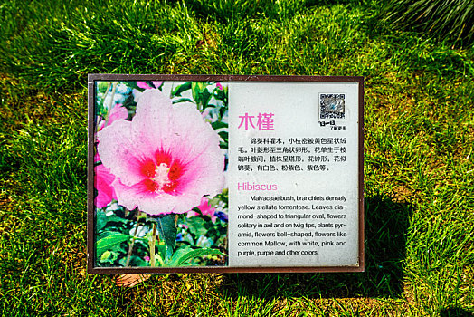 木槿花标牌,扬州瘦西湖