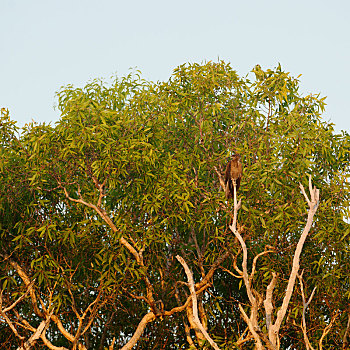 鹰,黄河,澳大利亚