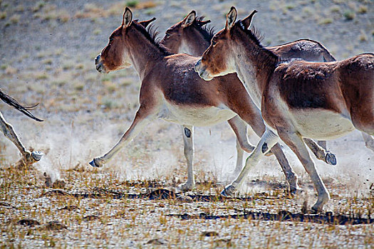 西藏无人区的野生动物藏羚羊藏野驴