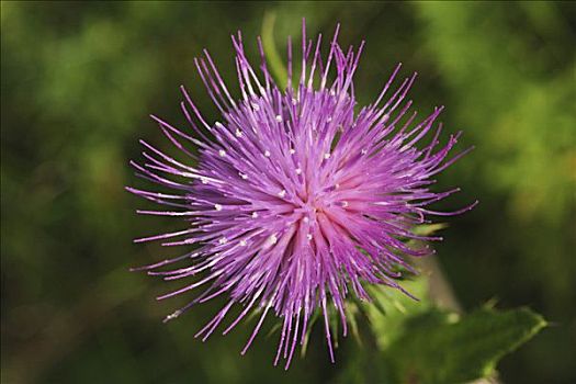 花,蓟属植物,飞廉属